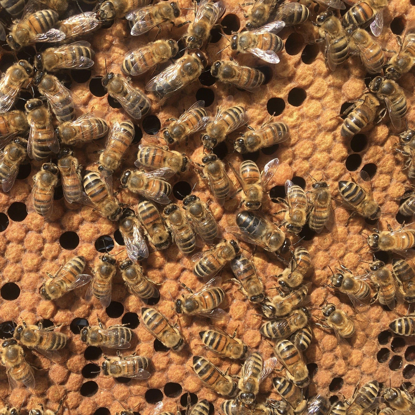 UK Reared NATIONAL SPRING NUCs *DEPOSIT*
