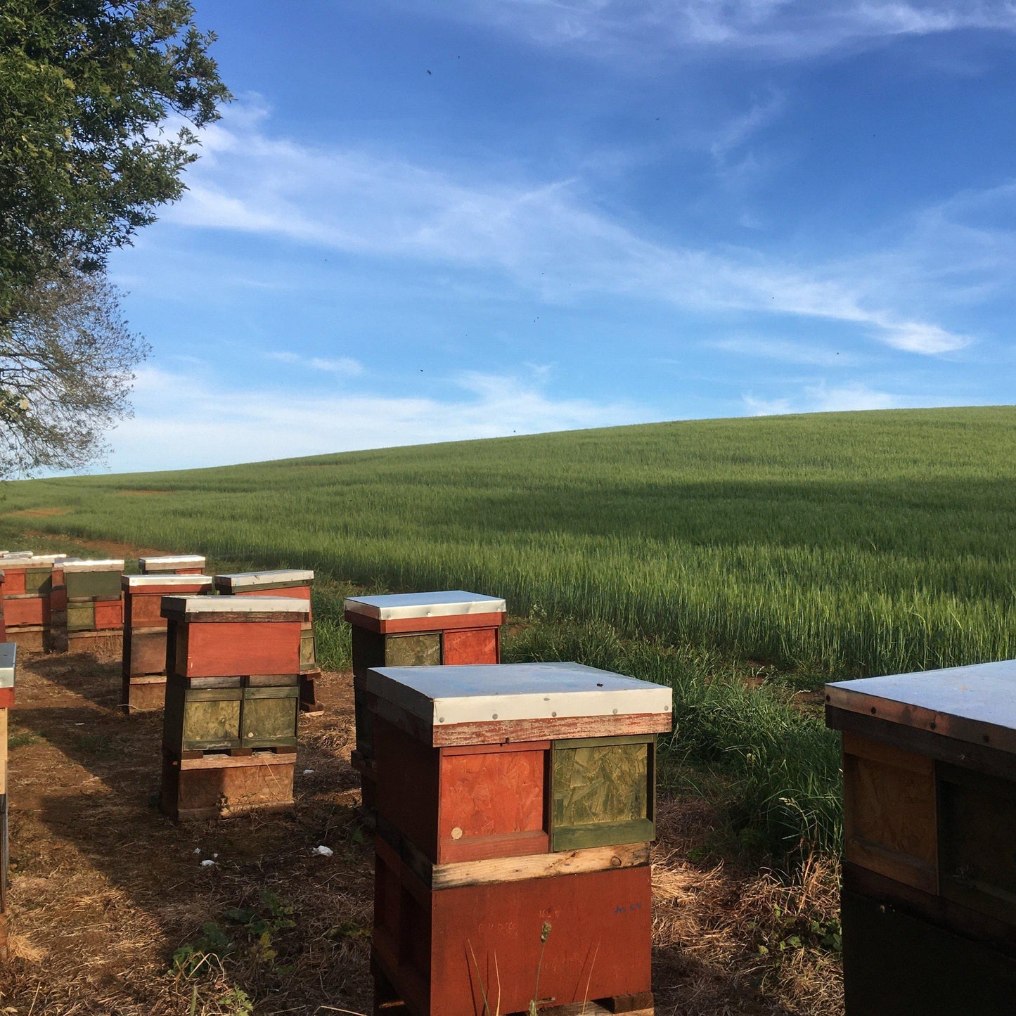 UK Reared SPRING NUCs *DEPOSIT*