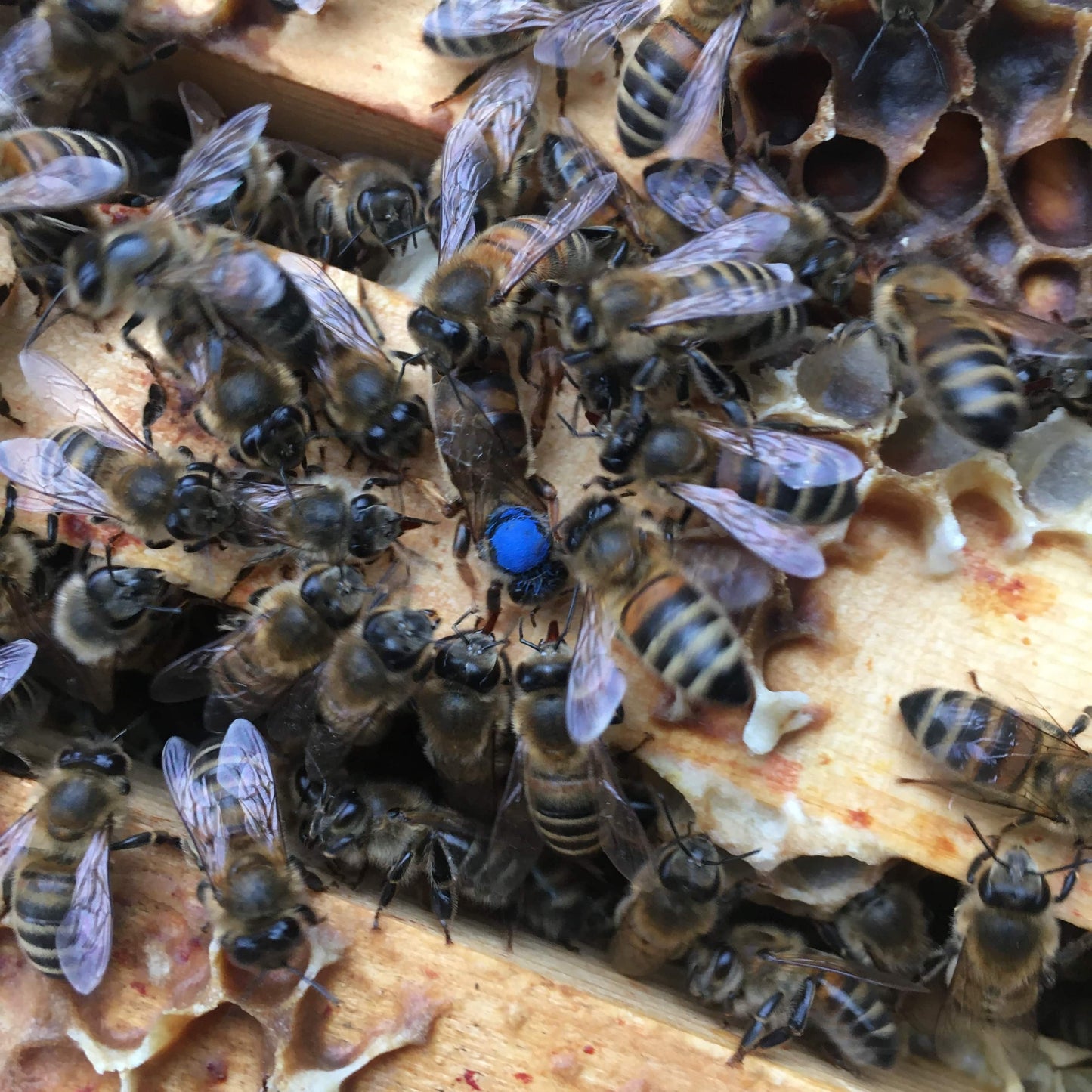 UK Reared SPRING NUCs *DEPOSIT*