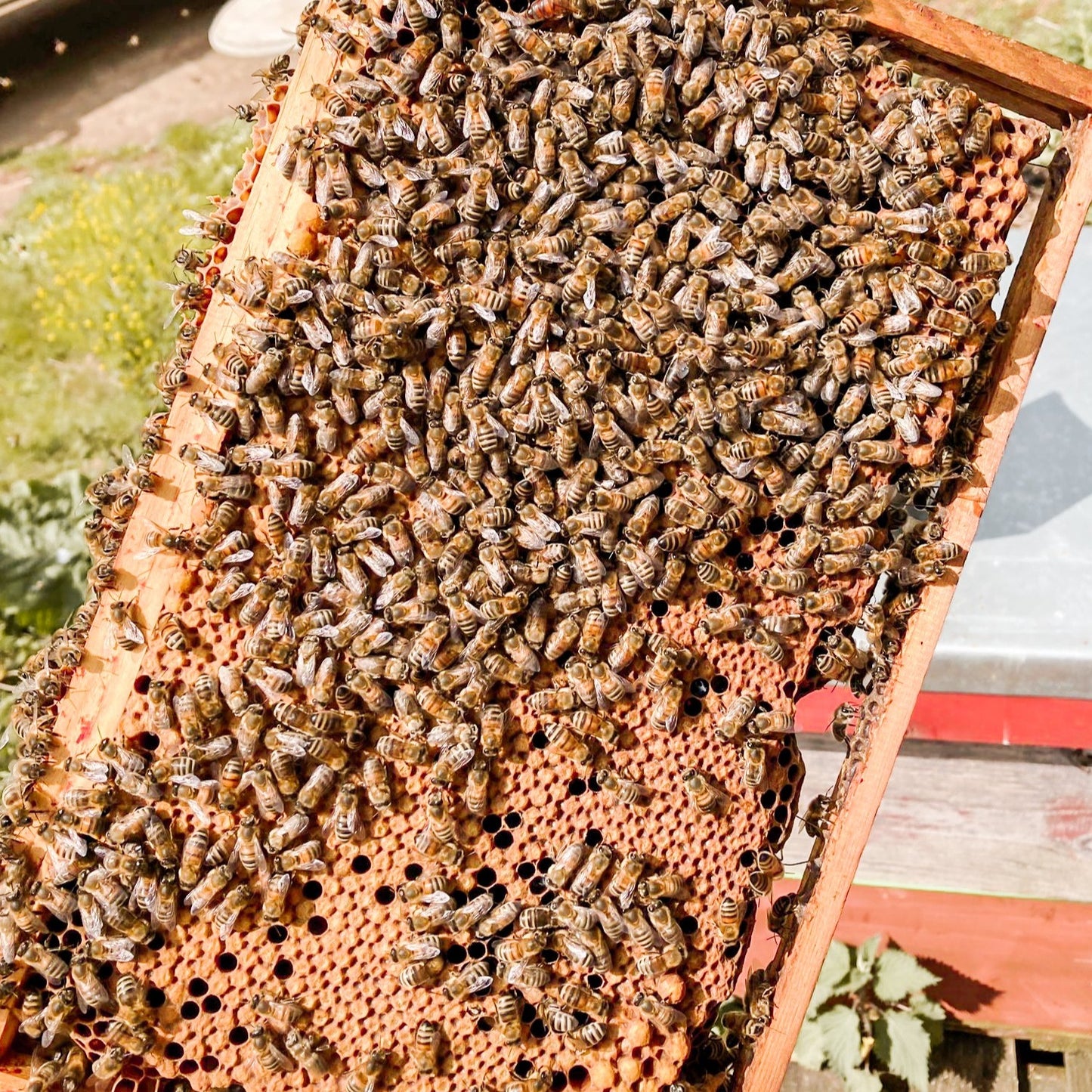 1-Day Beginner Beekeeping Course £135