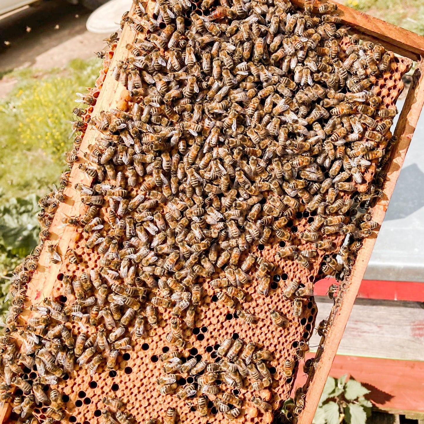 GIFT Voucher - Beekeeping Courses